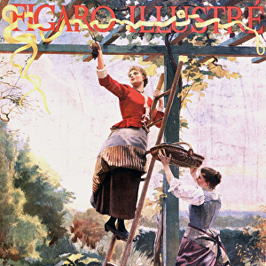 Picking grapes in suspended vines - in "Figaro illustre", Oct