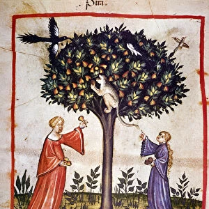 Picking pears. Illumination from the milking of medicine and dietetics "