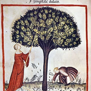 Picking sweet almonds. Illumination from the milking of medicine and dietetics "