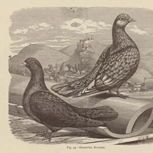 Pigeons: Oriental Rollers (engraving)