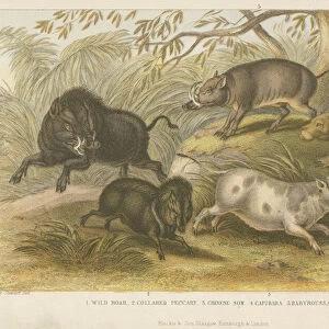Pigs (coloured engraving)