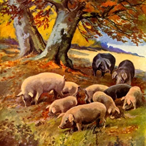 Pigs at Grass (colour litho)