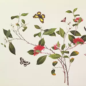 Plant Study with Butterflies and Insects, c. 1800 (gouache on paper)