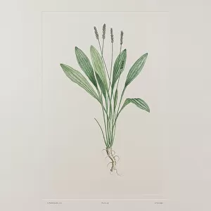 Plantago raoulii (Plantaginaceae) - Plate 527, Banks Florilegium, c.1771-84 (copperplate engraving on paper)