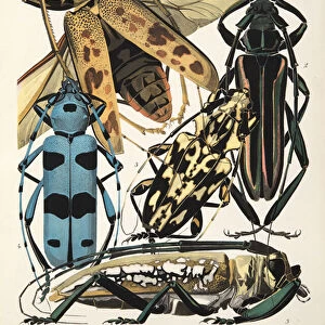 Plate 3 from Insectes, pub. 1930s (pochoir print)