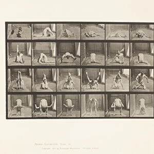 Plate 511. Contortions on the Ground, 1872-85 (collotype on paper)