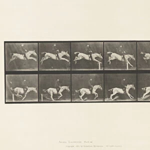 Plate 641. Jumping a Hurdle; Saddle; Knocking Over Hurdle and, 1885 (collotype on paper)
