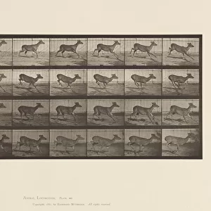 Plate 683. Virginia Deer; (No Antlers); Buck; Galloping, 1885 (collotype on paper)