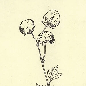 Plumbunnia Nutritiosa (engraving)
