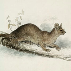 The Polecat, 19th century