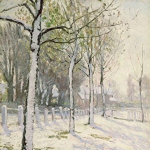 Poplars in the Snow