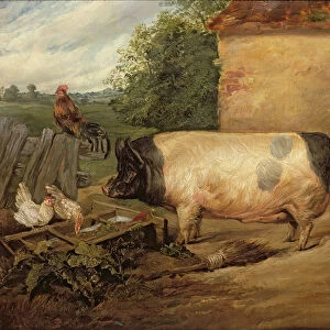 Portrait of a prize pig, property of Squire Weston of Essex, 1810