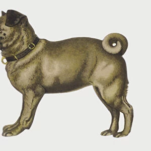 Portrait of a pug dog (chromolitho)