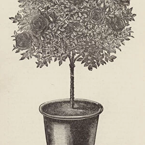 Pot Rose General Jacqueminot (engraving)