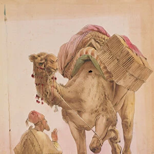 Praying Arab with a Secured Camel (w / c)