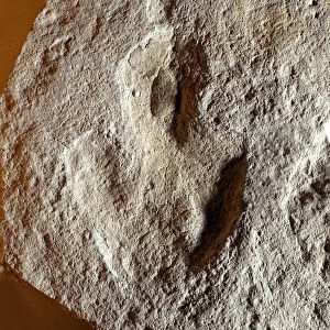 Prehistory: fossil fingerprint of dinosaur. Mesozoic era, Jurassic period