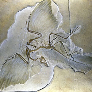 Primitive birds were called Archaeopteryx. Complete fossils have been found in Bavaria
