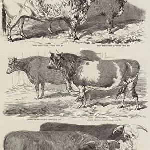 Prize Cattle at the Royal Agricultural Societys Show, at Windsor (engraving)