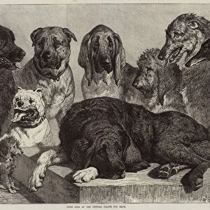 Prize Dogs at the Crystal Palace Dog Show (engraving)