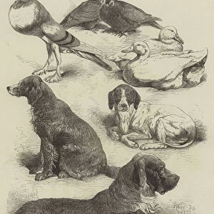 Prize Poultry and Dogs at the Birmingham Show (engraving)