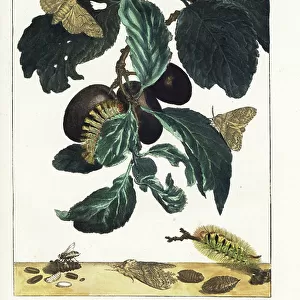 Butterfly Art Prints: Pale Tussock Moth