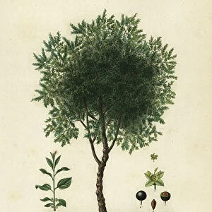 Purging buckthorn tree, Rhamnus cathartica, Rhamnus catharticus, Nerprun purgatif