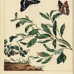 Butterfly Art Prints: Ermine Moth