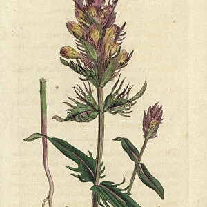 Purple or field cowwheat, Melampyrum arvense Handcoloured copperplate engraving after an illustration by James Sowerby from James Smith's English Botany, London, 1792