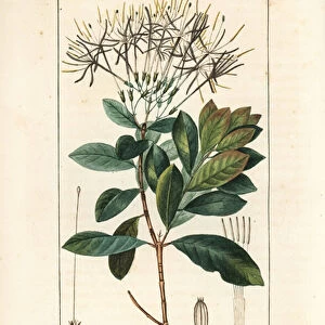 Quinquina piton - Exostema sanctae-luciae (syn. Cinchona floribunda), with flower, leaf, stalk and seed. Handcoloured stipple copperplate engraving by Lambert Junior from a drawing by Pierre Jean-Francois Turpin from Chaumeton