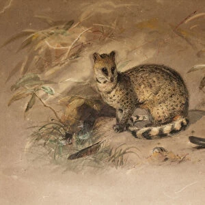 Viverridae Collection: Small Indian Civet