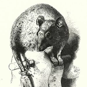 The rat and the oil-bottle (engraving)