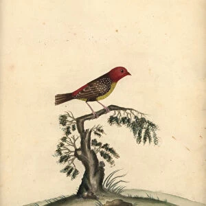 Red avadavat, Amandava amandava. (Amaduvade, Fringilla amandava) Handcoloured copperplate engraving of an illustration by William Hayes from Portraits of Rare and Curious Birds from the Menagery of Osterly Park