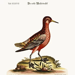 The Red Coot-footed Tringa, 1749-73 (coloured engraving)