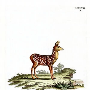Red Deer Fawn (coloured engraving)