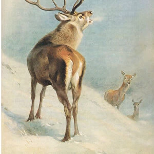 Red Deer, from Thorburns Mammals published by Longmans and Co, c