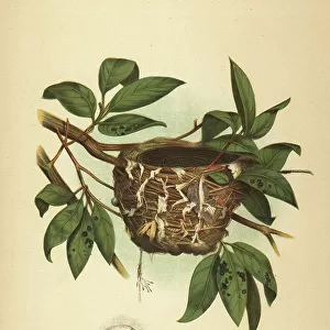 Vireos And Relatives Greetings Card Collection: Philadelphia Vireo