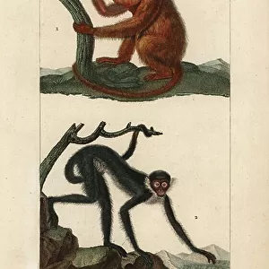 Atelidae Collection: White-bellied Spider Monkey