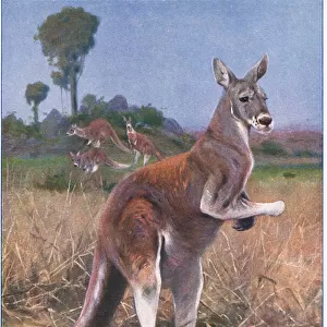 Red Kangaroo, illustration from Wildlife of the World, c. 1910 (colour litho)