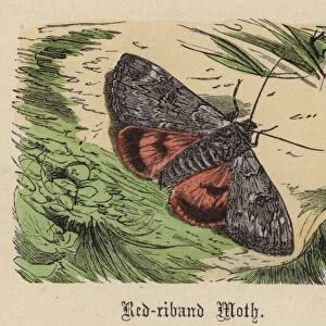 Red-riband Moth (coloured engraving)