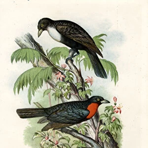 Red-ruffed Fruitcrow, 1864 (colour litho)