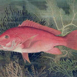 Red Snapper, from Game Fishes of the United States