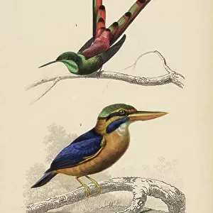 Hummingbirds Collection: Rufous Tailed Hummingbird
