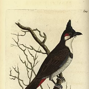 Passerines Collection: Bulbuls