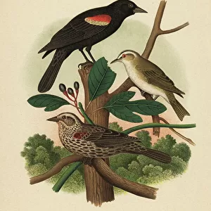 Vireos And Relatives Greetings Card Collection: Red Eyed Vireo