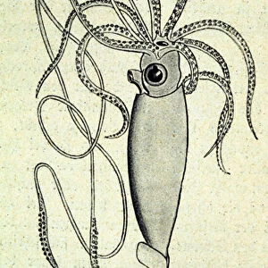 Representation of an Architeuthis Harveyi, giant squid