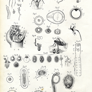 Reproductive Organ, 1863-79 (colour litho)