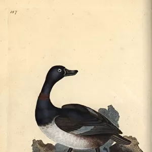 Ring-necked duck, Aythya collaris. Handcoloured copperplate drawn and engraved by Edward Donovan from his own "Natural History of British Birds, "London, 1794-1819