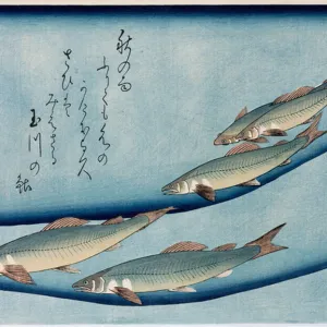 Fishes Collection: T