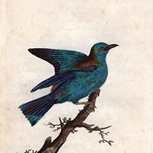 Rollier of Europe. Coracias garrulus (Coracias garrula). Copper engraving by Edward Donovan (1768-1837), published in Histoire naturelle des oiseaux britanniques, London, 1794-1819