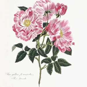 Rosa gallica, 1796-1799 (hand-coloured engraving)